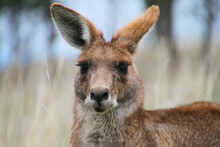 Closeup Shot Of A Brown Kangaroo Looking Into The Camera