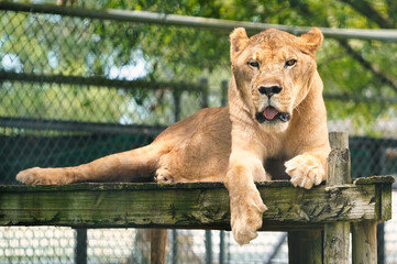 Canvas Print - Beautiful view of the dangerous female lion in the cage