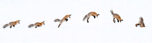 Action Sequence Of A Fox Jumping And Diving Into Snow
