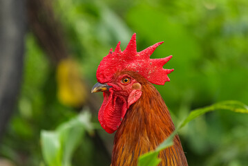 Sticker - Indian Breed Red Headed Cock. India