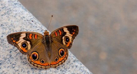 Sticker - Closeup shot of a buckeye butterfly on a stone surface