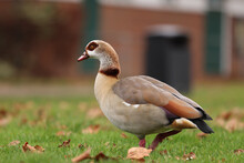 Close-up Shot Of A Brown Goose Walking On The Grass.