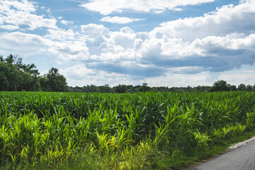 Wall Mural - Landscape of a corn field under the sunlight and a blue cloudy sky in the countryside