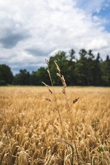 Canvas Print - Vertical shot of a wheat field under the sunlight and a blue cloudy sky