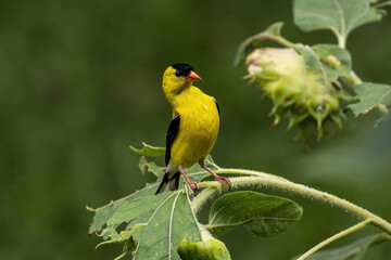 Poster - Selective focus shot of an American goldfinch sitting on a leaf