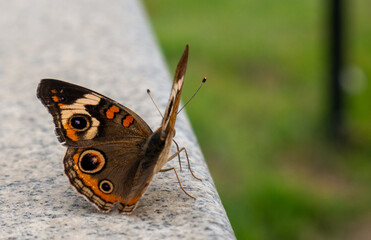 Sticker - Closeup shot of a buckeye butterfly on a stone surface