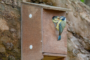 Wall Mural - Adult Eurasian blue tit bird feeding her chick in a birdhouse