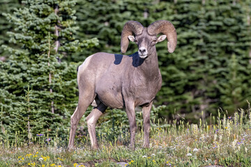 Canvas Print - Sierra Nevada bighorn sheep standing in the forest and looking to us