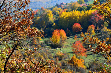 Wall Mural - Close-up shot of leaves in colorful the forest.