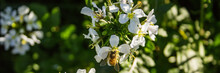 Closeup Shot Of A Bee Resting On A White Flower In Spring
