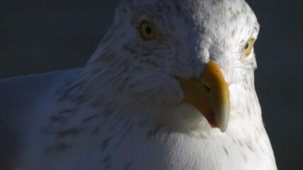 Sticker - Closeup of a seagull on a blue background