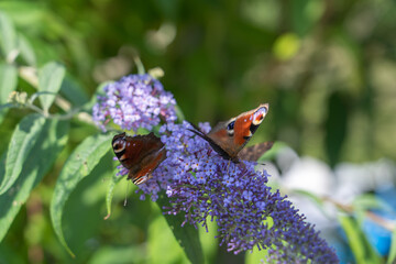 Poster - Closeup shot of two colorful butterflies on a lavender plant