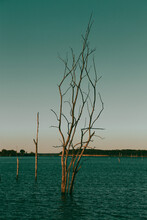 Vertical Shot Of Sticking Branches In The Water During Sunset