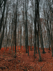 Sticker - Vertical shot of bare trees in a forest on an autumn day