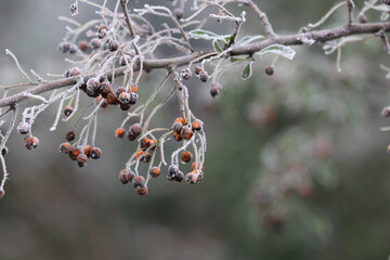 Wall Mural - Closeup shot of frozen berry branches