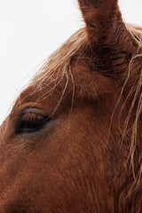 Canvas Print - Vertical closeup of a brown horse's eye against a white background