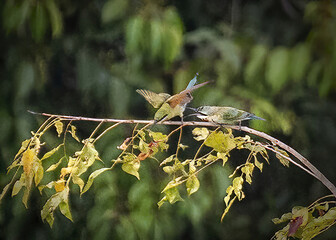 Sticker - Blue-tailed bee-eater birds perched on a tree branch in sunlight in the forest