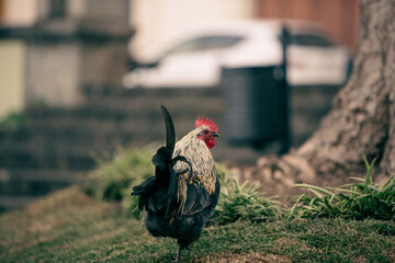 Sticker - Closeup shot of a rooster in a park