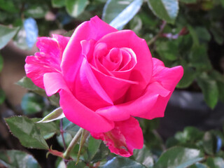 Canvas Print - Closeup of a beautiful pink rose growing in a garden