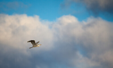 Poster - Gull flying in the cloudy sky