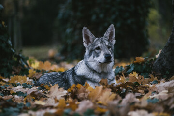 Poster - Gray wolfdog laying on the fallen leaves