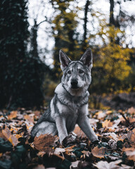 Sticker - Beautiful shot of a dog sitting on colorful leaves during autumn