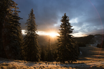 Sticker - Beautiful shot of the forest at sunrise