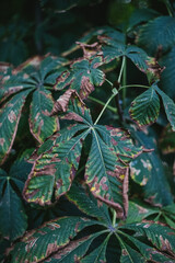 Canvas Print - Vertical shot of dried green plant leaves