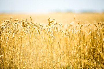 Sticker - Golden field of wheat in the summer