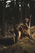 Vertical Shot Of Broken Fallen Old Tree In The Forest