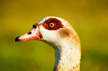 Portrait Of An Egyptian Goose In The Morning Light.