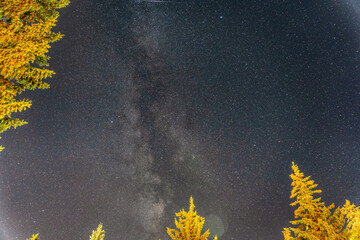 Wall Mural - beautiful view of the starry night sky and the yellow trees on the foreground