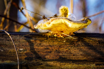 Wall Mural - close-up shot of a mushroom growing on tree trunk in the forest in bright sunlight