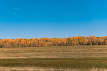 Mesmerizing Landscape View With Dense Autumn Trees In The Field Against A Clear Blue Sky