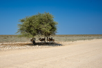 Canvas Print - Herd of antelopes hiding in the shade