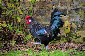 Wall Mural - Black Rooster chicken walking in a farm