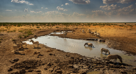 Sticker - Dazzle of zebras at a watering hole