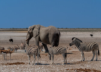 Wall Mural - Elephant with zebras, antelopes, and ostriches in the safari