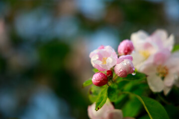 Wall Mural - close-up shot of white and pink apple blossoms on a tree twig on a blurred background