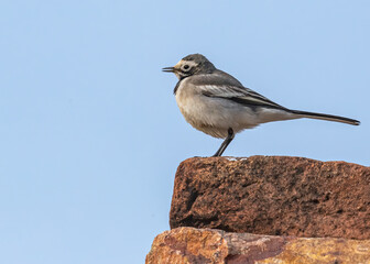 Sticker - White Wagtail basking early morning while sitting on a brick