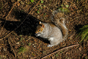 Wall Mural - Squirrel eating  on ground