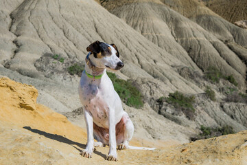 Wall Mural - A fox terrier and pointer cross mix breed dog, with hazel eyes, near blue clay slopes and limestone.