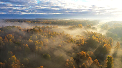 Sticker - Aerial shot of a forest full of trees and the sun very shiny