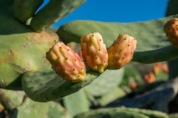 Sticker - Opuntia prickly pear pads with reddish ripe fruit, found in the Maltese countryside on sunny day.