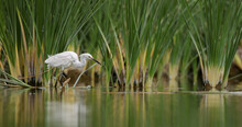 White Great Egret (Ardea Alba) In A Wetland