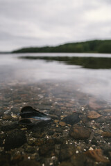 Seashell near the surface of a clear water