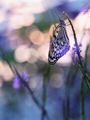 Wall Mural - Multicolored butterfly on a blade of grass