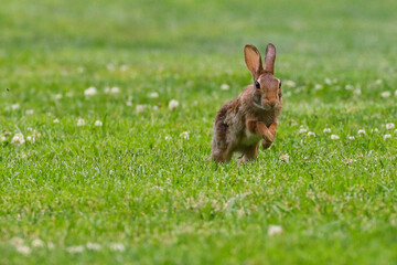 Sticker - Wild rabbit on the green field in the wild