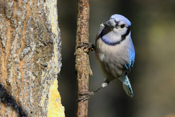 Sticker - Closeup shot of a blue jay perching on a tree branch