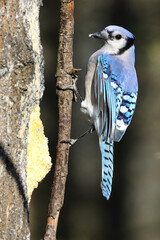 Poster - Vertical shot of blue jay on a tree